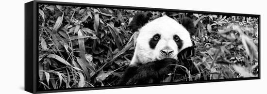 China 10MKm2 Collection - Giant Panda-Philippe Hugonnard-Framed Stretched Canvas