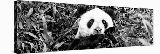 China 10MKm2 Collection - Giant Panda-Philippe Hugonnard-Stretched Canvas