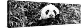 China 10MKm2 Collection - Giant Panda-Philippe Hugonnard-Stretched Canvas