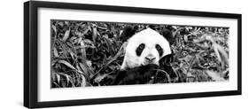 China 10MKm2 Collection - Giant Panda-Philippe Hugonnard-Framed Photographic Print