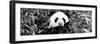 China 10MKm2 Collection - Giant Panda-Philippe Hugonnard-Framed Photographic Print