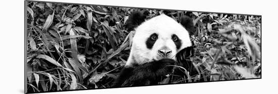 China 10MKm2 Collection - Giant Panda-Philippe Hugonnard-Mounted Photographic Print