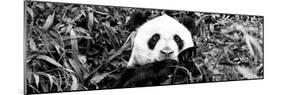 China 10MKm2 Collection - Giant Panda-Philippe Hugonnard-Mounted Photographic Print