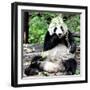 China 10MKm2 Collection - Giant Panda-Philippe Hugonnard-Framed Photographic Print