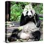 China 10MKm2 Collection - Giant Panda-Philippe Hugonnard-Stretched Canvas