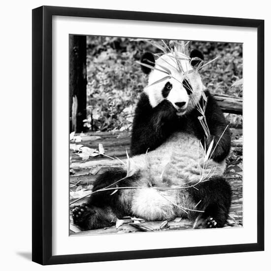 China 10MKm2 Collection - Giant Panda-Philippe Hugonnard-Framed Photographic Print