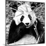 China 10MKm2 Collection - Giant Panda-Philippe Hugonnard-Mounted Photographic Print