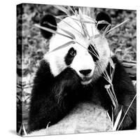 China 10MKm2 Collection - Giant Panda-Philippe Hugonnard-Stretched Canvas