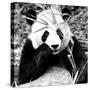 China 10MKm2 Collection - Giant Panda-Philippe Hugonnard-Stretched Canvas