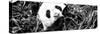 China 10MKm2 Collection - Giant Panda-Philippe Hugonnard-Stretched Canvas