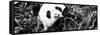 China 10MKm2 Collection - Giant Panda-Philippe Hugonnard-Framed Stretched Canvas