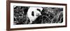 China 10MKm2 Collection - Giant Panda-Philippe Hugonnard-Framed Photographic Print