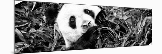 China 10MKm2 Collection - Giant Panda-Philippe Hugonnard-Mounted Photographic Print