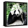 China 10MKm2 Collection - Giant Panda-Philippe Hugonnard-Framed Stretched Canvas