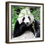 China 10MKm2 Collection - Giant Panda-Philippe Hugonnard-Framed Photographic Print