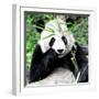 China 10MKm2 Collection - Giant Panda-Philippe Hugonnard-Framed Photographic Print