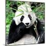 China 10MKm2 Collection - Giant Panda-Philippe Hugonnard-Mounted Photographic Print