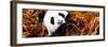 China 10MKm2 Collection - Giant Panda-Philippe Hugonnard-Framed Photographic Print