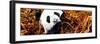 China 10MKm2 Collection - Giant Panda-Philippe Hugonnard-Framed Photographic Print