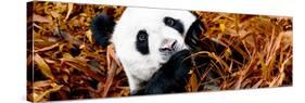 China 10MKm2 Collection - Giant Panda-Philippe Hugonnard-Stretched Canvas