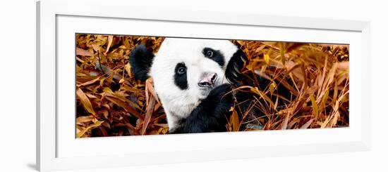 China 10MKm2 Collection - Giant Panda-Philippe Hugonnard-Framed Photographic Print