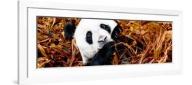 China 10MKm2 Collection - Giant Panda-Philippe Hugonnard-Framed Photographic Print