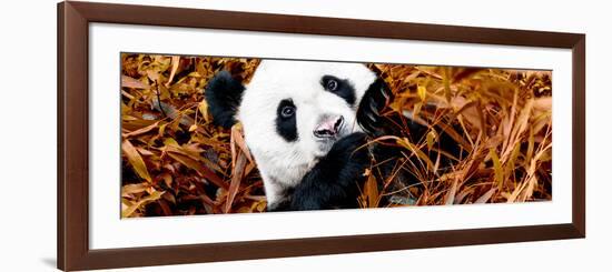 China 10MKm2 Collection - Giant Panda-Philippe Hugonnard-Framed Photographic Print