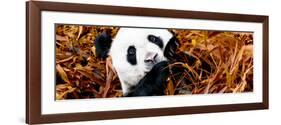 China 10MKm2 Collection - Giant Panda-Philippe Hugonnard-Framed Photographic Print