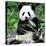 China 10MKm2 Collection - Giant Panda-Philippe Hugonnard-Stretched Canvas