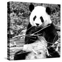 China 10MKm2 Collection - Giant Panda-Philippe Hugonnard-Stretched Canvas