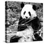 China 10MKm2 Collection - Giant Panda-Philippe Hugonnard-Stretched Canvas