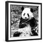 China 10MKm2 Collection - Giant Panda-Philippe Hugonnard-Framed Photographic Print