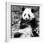 China 10MKm2 Collection - Giant Panda-Philippe Hugonnard-Framed Photographic Print