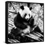 China 10MKm2 Collection - Giant Panda-Philippe Hugonnard-Framed Stretched Canvas