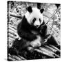 China 10MKm2 Collection - Giant Panda-Philippe Hugonnard-Stretched Canvas