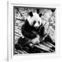 China 10MKm2 Collection - Giant Panda-Philippe Hugonnard-Framed Photographic Print