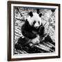 China 10MKm2 Collection - Giant Panda-Philippe Hugonnard-Framed Photographic Print