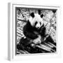 China 10MKm2 Collection - Giant Panda-Philippe Hugonnard-Framed Photographic Print