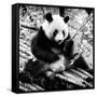 China 10MKm2 Collection - Giant Panda-Philippe Hugonnard-Framed Stretched Canvas