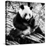 China 10MKm2 Collection - Giant Panda-Philippe Hugonnard-Stretched Canvas