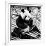 China 10MKm2 Collection - Giant Panda-Philippe Hugonnard-Framed Photographic Print