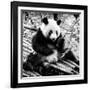 China 10MKm2 Collection - Giant Panda-Philippe Hugonnard-Framed Photographic Print