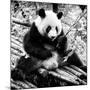 China 10MKm2 Collection - Giant Panda-Philippe Hugonnard-Mounted Photographic Print