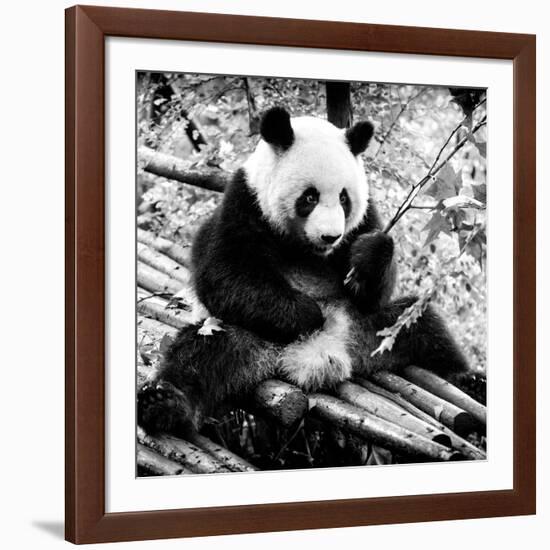 China 10MKm2 Collection - Giant Panda-Philippe Hugonnard-Framed Photographic Print