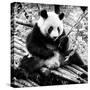 China 10MKm2 Collection - Giant Panda-Philippe Hugonnard-Stretched Canvas