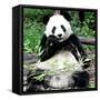 China 10MKm2 Collection - Giant Panda-Philippe Hugonnard-Framed Stretched Canvas