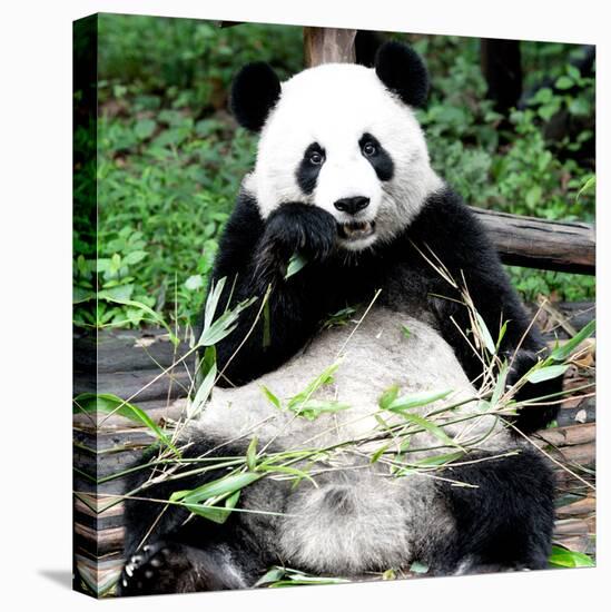 China 10MKm2 Collection - Giant Panda-Philippe Hugonnard-Stretched Canvas