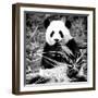 China 10MKm2 Collection - Giant Panda-Philippe Hugonnard-Framed Photographic Print