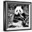 China 10MKm2 Collection - Giant Panda-Philippe Hugonnard-Framed Photographic Print