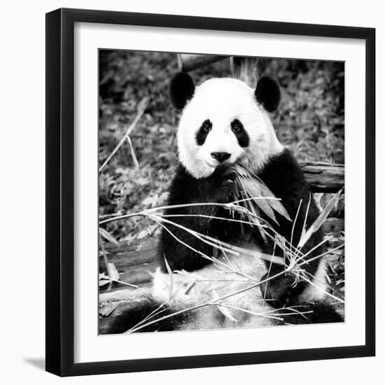 China 10MKm2 Collection - Giant Panda-Philippe Hugonnard-Framed Photographic Print